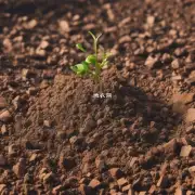碱性土壤中有哪些主要成分?