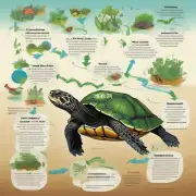 龟背竹的生长周期是什么?