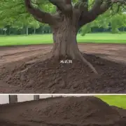 财树需要多少土壤?