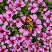 为什么蝴蝶兰不会因为土壤水分含量而改变其开放的花瓣数量?