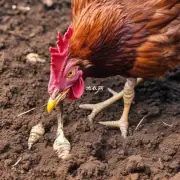 鸡爪wahati的土壤如何影响鸡爪的生长?