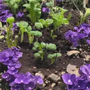紫茉莉的种植深度如何选择?