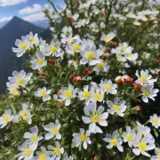 山茶花的花瓣排列是什么?