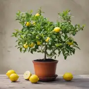 柠檬盆栽的最佳生长环境是什么?