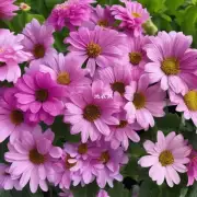 大花盆中常见的花瓣排列有哪些?
