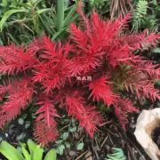 朱顶红是什么植物?