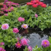 如何处理水培花卉的移植?