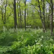 春节树林里的哪些植物是春天最具价值的?