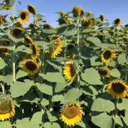 向日葵种子发芽所需的阳光强度是多少?