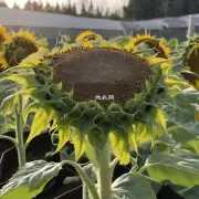 向日葵种子发芽所需的最佳温度是多少?