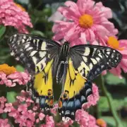 为什么蝴蝶兰不会因为土壤盐含量而改变其开放的花瓣数量?