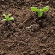 如何处理土壤?