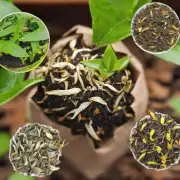 茶花的种子发芽的标志性特征是什么?