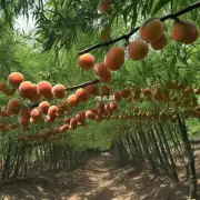 种夹竹桃的危害如何影响自然资源?