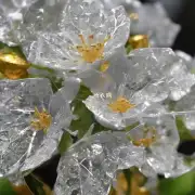 金银花的遗传物质如何影响开花的条件?