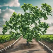 发财树叶子对人类健康有什么影响?