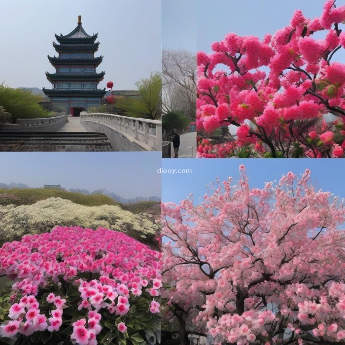 您知道哪些花属于中国国宝级植物？它们为什么值得得到关注和重视呢？