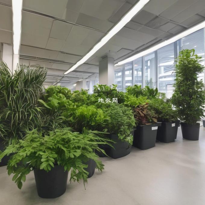 在办公室里常见的植物有哪些？
