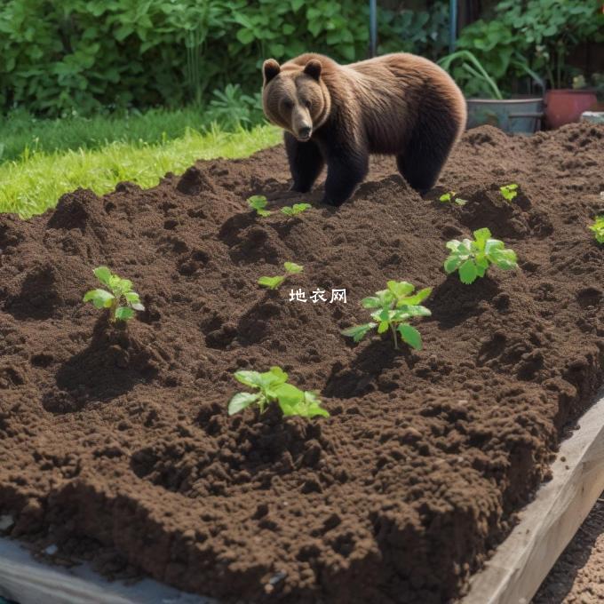 如果你想在室内种植熊童子你会选择哪种类型的盆土？